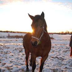 Anden særlig race Chelitta