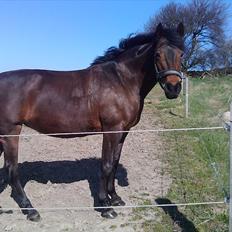 Anden særlig race Chelitta