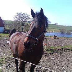 Anden særlig race Chelitta