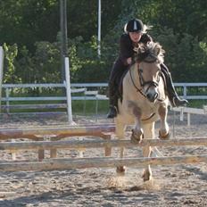 Fjordhest Frede