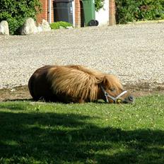 Shetlænder boris R.I.P :'(