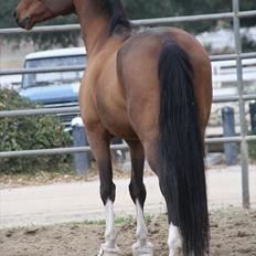 Engelsk Varmblod Flexness