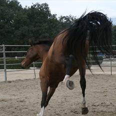 Engelsk Varmblod Flexness