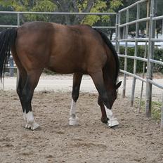 Engelsk Varmblod Flexness