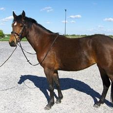 Pinto Lady Taupo (SOLGT)