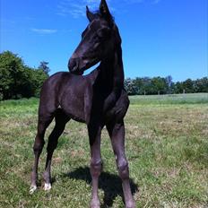 Dansk Varmblod Lillegårdens Sinatra