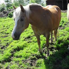Haflinger Flikken