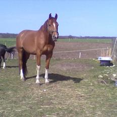 Dansk Varmblod Cape Coast
