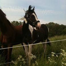 Pinto Take a chance himmelhest