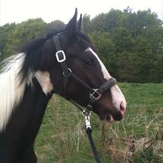 Pinto Take a chance himmelhest