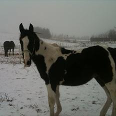 Pinto Take a chance himmelhest