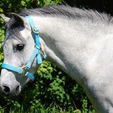 Welsh Pony af Cob-type (sec C) Stengaards Kahan *SOLGT*