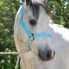 Welsh Pony af Cob-type (sec C) Stengaards Kahan *SOLGT*