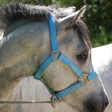 Welsh Pony af Cob-type (sec C) Stengaards Kahan *SOLGT*