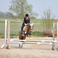 Anden særlig race Color solgt