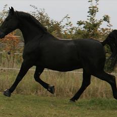 Oldenborg Max himmelhest