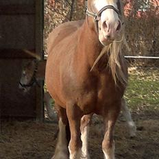 Irish Cob Pop-Eye van Erpekom