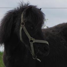 Shetlænder Oliver