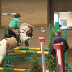 Hollandsk Sportspony Pablo P. (Nuttie) 