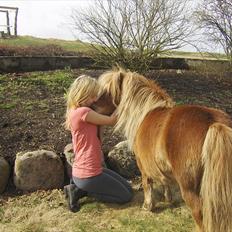 Shetlænder Vangs Bambino