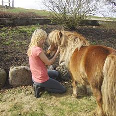 Shetlænder Vangs Bambino