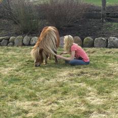 Shetlænder Vangs Bambino