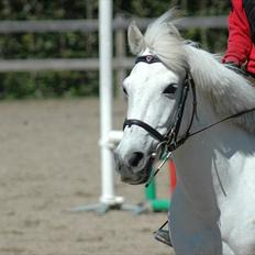 Anden særlig race Augusta :) (tidl pony,solgt)