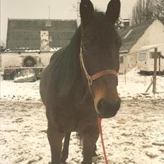 Anden særlig race Karina R.I.P.