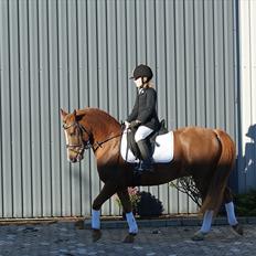 Anden særlig race • Low Länder • RIP 10/8-16 •