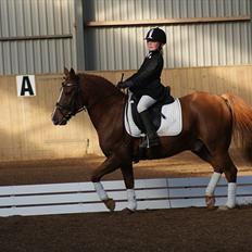 Anden særlig race • Low Länder • RIP 10/8-16 •