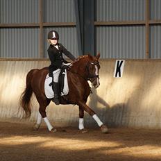 Anden særlig race • Low Länder • RIP 10/8-16 •