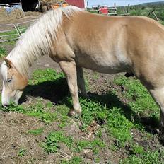 Haflinger Aros Aurel