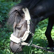 Shetlænder | kærholms  Fie «3 