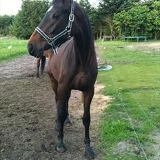 Dansk Varmblod San Diego