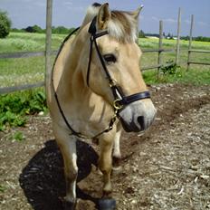 Fjordhest Rune Åby 