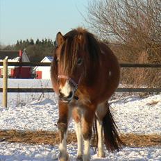 Anden særlig race Honey
