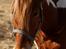 Anden særlig race Morgan - Beauty - Howling Pictures .