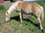 Haflinger Aros Aurel