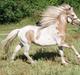 Welsh Mountain (sec A) Pinocchio 