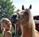 Haflinger Fiona