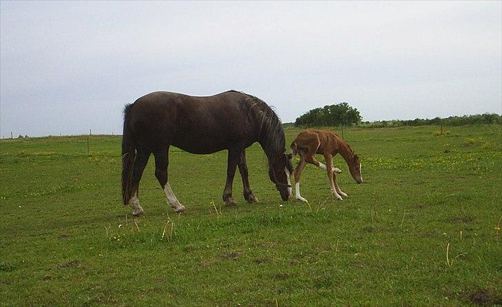Welsh Cob (sec D) De Busies Present Perfect billede 17