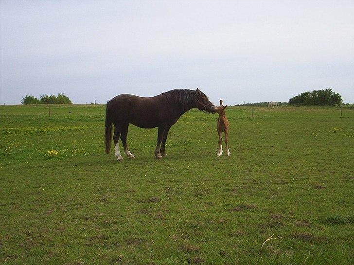 Welsh Cob (sec D) De Busies Present Perfect billede 18