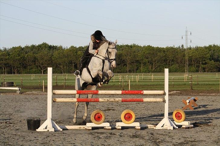 Fuldblod (XX) Silver Instinct (Olli)  - Træning billede 15