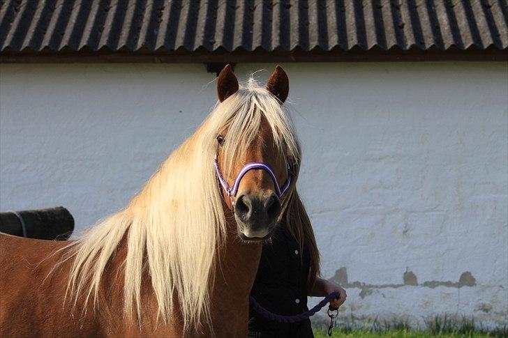 Haflinger Jhosie A Rosendal *{Himmelhest}* billede 3