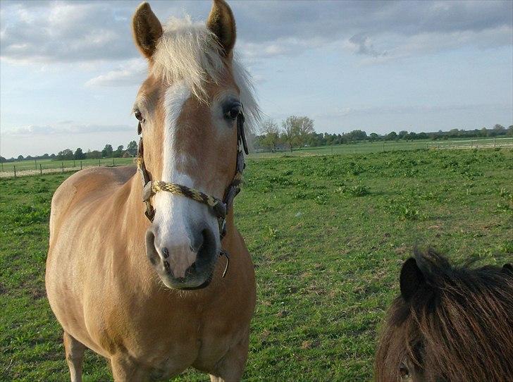 Tyroler Haflinger Bella Bionda af Rønhøj billede 5