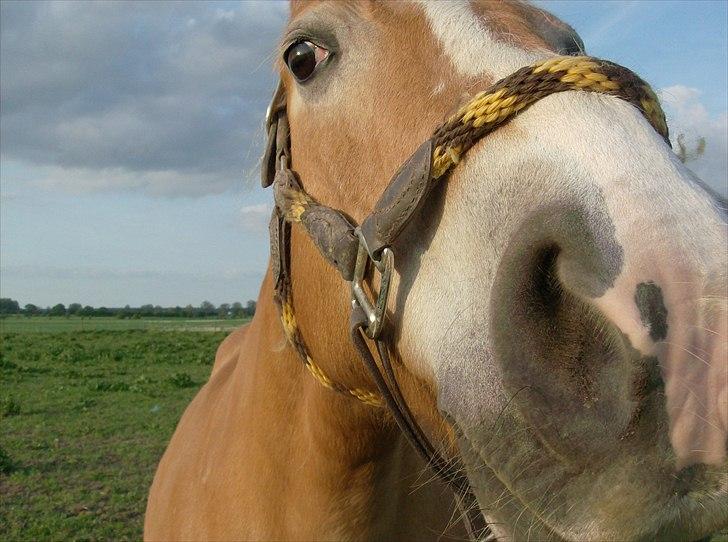 Tyroler Haflinger Bella Bionda af Rønhøj billede 6