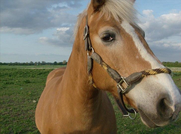 Tyroler Haflinger Bella Bionda af Rønhøj billede 7