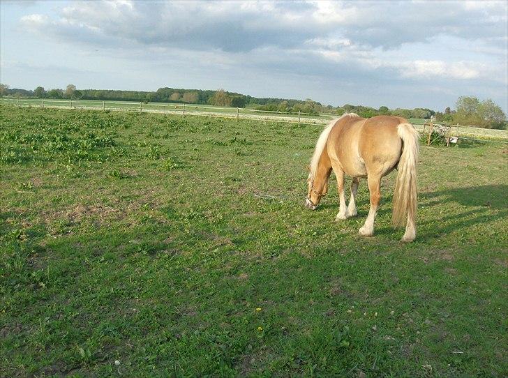 Tyroler Haflinger Bella Bionda af Rønhøj billede 8