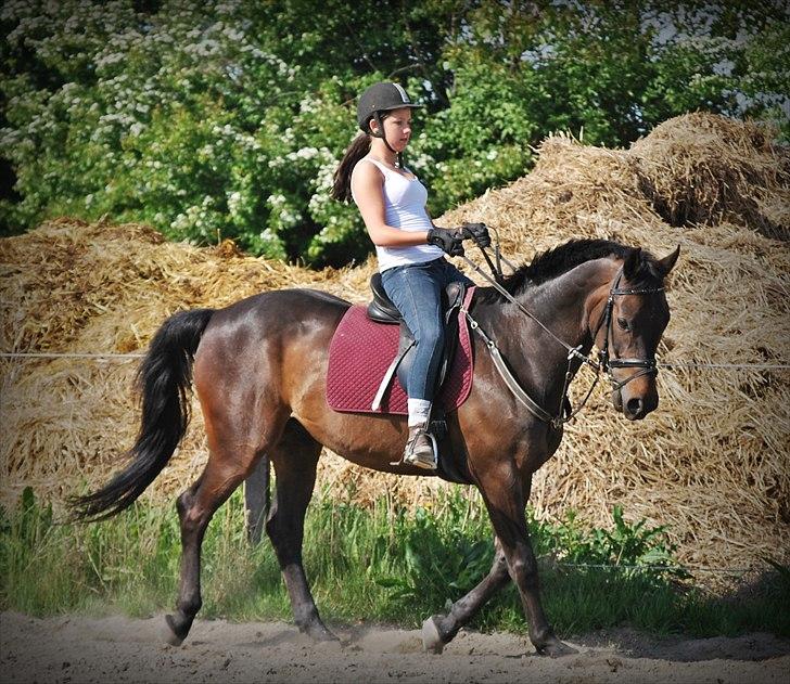 Dansk Varmblod GoldenEye<3<3<3 Himmelhest <3 - 23/05-2011 billede 3