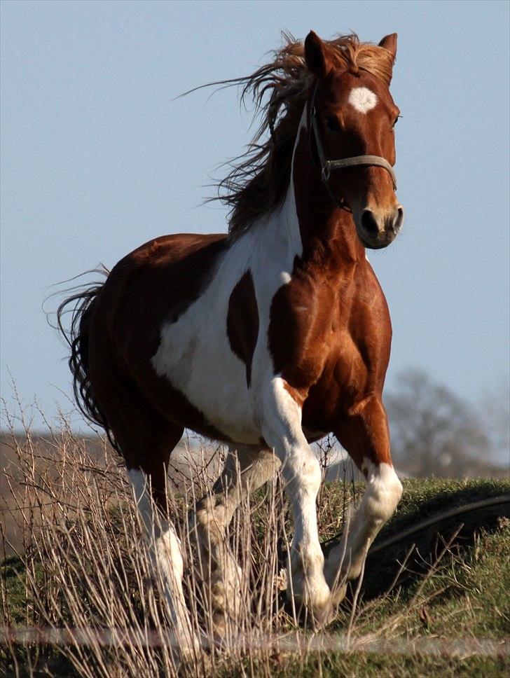 Anden særlig race Morgan - You shall fly without wings, and conquer without any sword. Oh, horse - Howling Pictures . billede 2